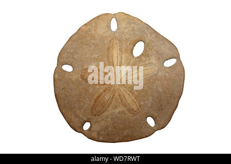 Fossil Keyhole Sand Dollar - Encope californicus - Baja, California, U.S.A., Pliocene Period Stock Photo