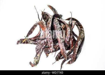 Gleditsia triacantnos, pods on a white background Stock Photo