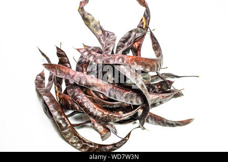 Gleditsia triacantnos, pods on a white background Stock Photo