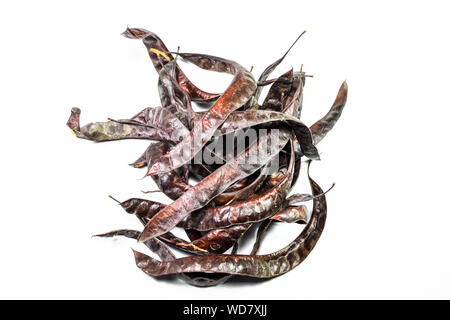 Gleditsia triacantnos, pods on a white background Stock Photo