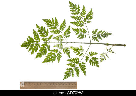 Gefleckter Schierling, Bangenkraut, Blutschierling, Dollkraut, Erdschierling, Fleckenschierling, Mäuseschierling, Conium maculatum, Poison Hemlock, He Stock Photo