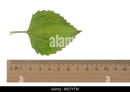 Behaartes Franzosenkraut, Behaartes Knopfkraut, Zottiges Franzosenkraut, Galinsoga ciliata, Galinsoga quadriradiata, Shaggy Soldier, hairy galinsoga, Stock Photo