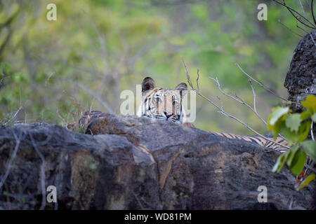 Young Bengal tiger (Panthera tigris tigris) hidden behind a rock, Bandhavgarh National Park, Madhya Pradesh, India Stock Photo