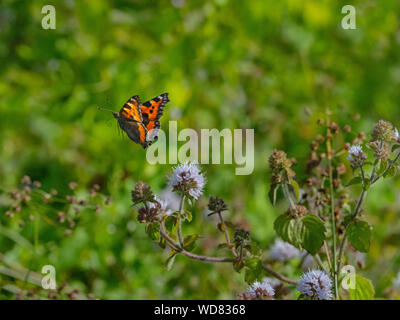 Small Tortoiseshell Butterfly in flight feeding on watermint flowers Norfolk Stock Photo