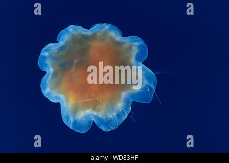 sun jellyfish, lions mane jellyfish, Cyanea capillata, Kvaloyvagen, Norway, Atlantic Ocean Stock Photo