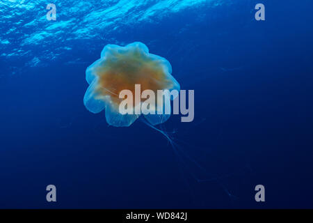 sun jellyfish, lions mane jellyfish, Cyanea capillata, Kvaloyvagen, Norway, Atlantic Ocean Stock Photo