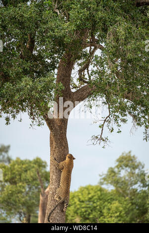 Leopard walking down a tree trunk in the Masai Mara, Kenya Stock Photo ...