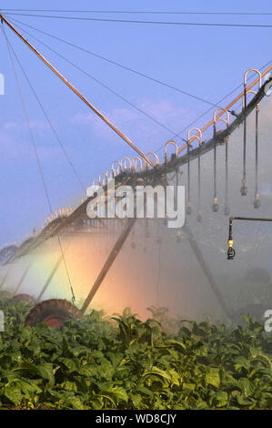 Modern Irrigation system watering a tobacco field, reflecting a rainbow. Stock Photo