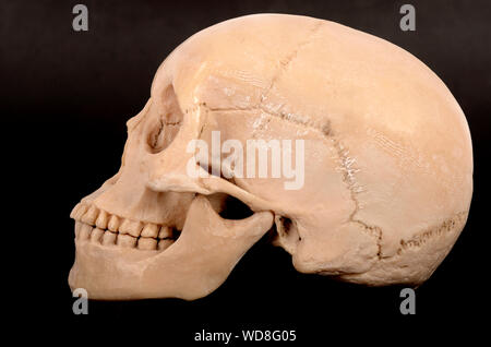 A human skull isolated on a black background Stock Photo