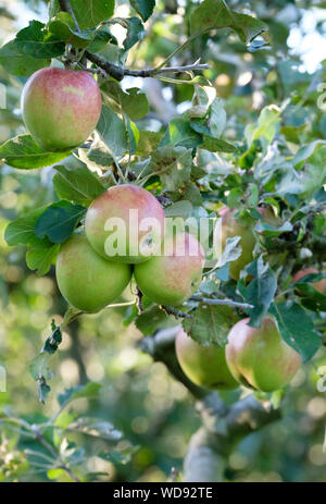 Close-up of malus domestica opalescent apples growing on a tree Stock Photo