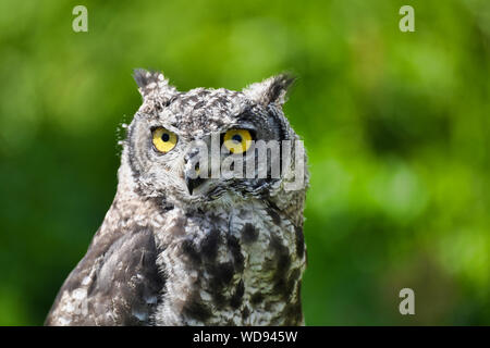 Cute African eagle owl on green background. Stock Photo