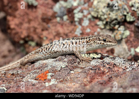 brown little lizard on stone Stock Photo