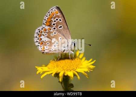 Brown Argus - Plebeius agestis Stock Photo