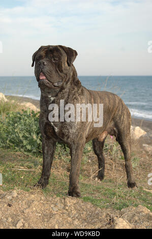 Male bullmastiff tabby color  dog pure breed near to the sea