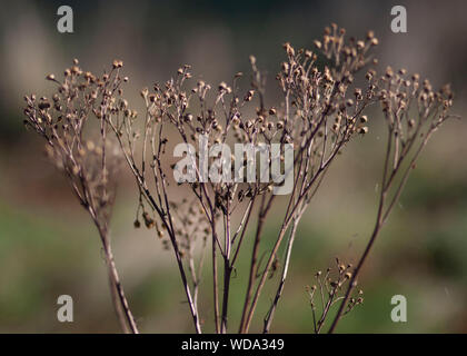 Dried plant going to seed Stock Photo