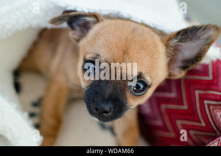 Brown chihuahua dog lying under his blanket on his bed and looking at the camera Stock Photo