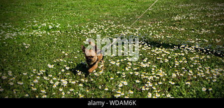 Cute brown chihuahua puppy walking on a leash in a field of daisies. Sunny day Stock Photo