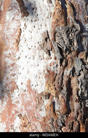 Close up of River Red Gum bark, Euro Ridge, Larapinta Trail, West McDonnell Ranges, Northern Territory, Australia Stock Photo