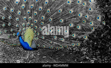 Peacock with open tail feathers. Black and white. Selective color. Stock Photo