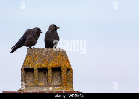 Western Jackdaws (Coloeus monedula) sitting on a roof on Juist, East Frisian Islands, Germany. Stock Photo