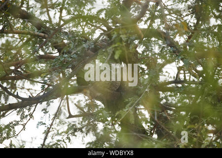 A spotted Owlet on a Khejri tree inside the Jhalana Leopard Sanctuary, situated inside the city of Jaipur. Stock Photo