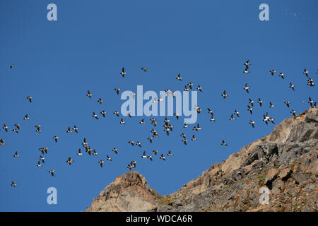 Little Auk (Alle alle) flock in flight, Svalbard, Spitzbergen, Norway. July, Stock Photo