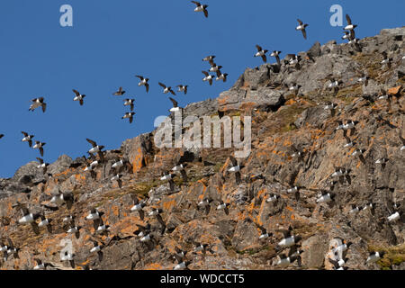 Little Auk (Alle alle) flock in flight, Svalbard, Spitzbergen, Norway. July, Stock Photo