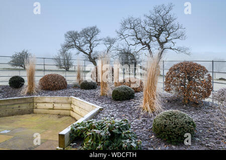 Stylish, contemporary design, landscaping & planting on wooden raised bed (topiary & grasses) - frosty misty winter garden, Yorkshire, England, UK. Stock Photo