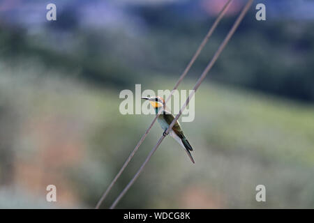 European or African bee eater or bee-eater Latin merops apiaster family meropidae gruccione perched on a telephone wire in early summer in Italy Stock Photo