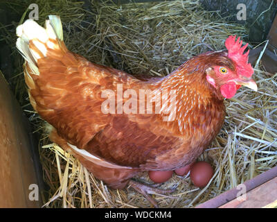 Happy healthy free range / freerange hen / chicken sitting on eggs she's laid on straw in her coop. The hens are kept by a family in their domestic garden. UK. The mature hen was taken home and kept by parents after a 'Chick Hatching In Schools' project / activity. (stomo) Stock Photo