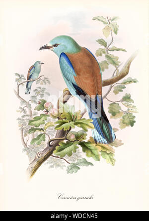 Colorful bird standing on a oak tree branch viewed in slightly back view. Old style detailed illustration of European Roller (Coracias garrulus). By John Gould publ. In London 1862 - 1873 Stock Photo