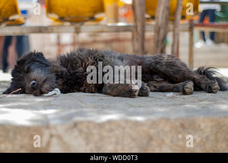 Dog sleeping in the shade on stone ground Stock Photo