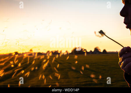 The dandelion fluff flies away on a blowing breath, like a life flies away at the end of its live Stock Photo