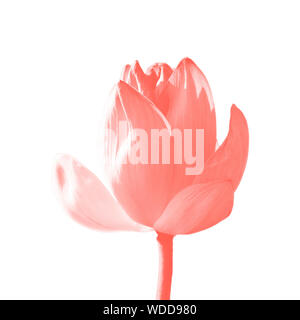Macro lotus or water lily background isolated on white background Stock Photo