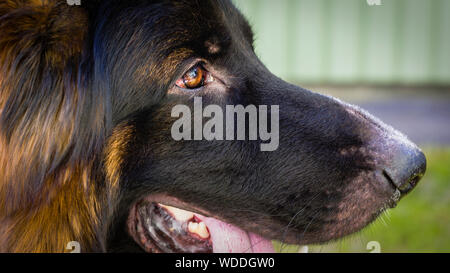 Close up side view portrait of beautiful male German Shepherd dog outdoors Stock Photo