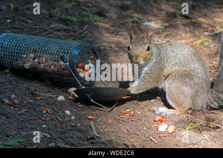 Wild grey squirrel eating nuts from a bird feeder that has fallen on the forest floor Stock Photo