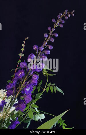 Single Delphinium with a white rose and jasmine leaves on a dark blue background. Still life of a beautiful flower Stock Photo