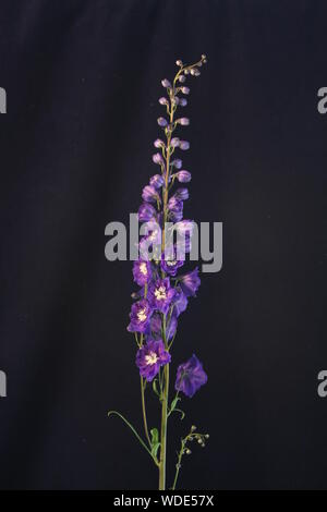 Single delphinium on a dark blue background, purple/blue flower stalk Stock Photo