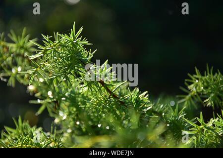 Morning dew on the evergreen leaves of Juniper with natural background Stock Photo