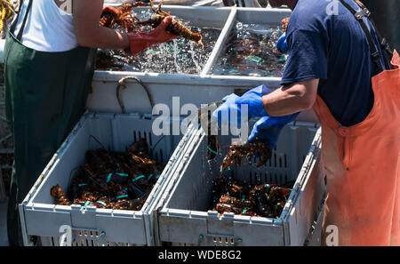 Two fishermen in main are sorting the fresh lobsters that they caught in to seperate bins by size just before they sell them at market. Stock Photo