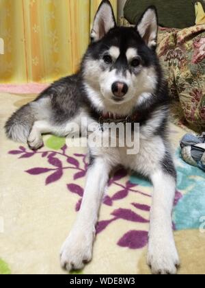 Portrait Of Siberian Husky At Home Dog Stock Photo Alamy