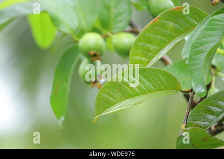 Green fruit hanging from the stem between green leaves and sky Stock Photo