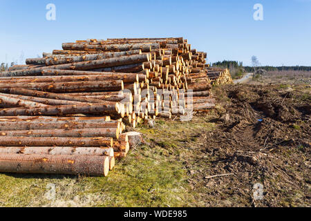 Timber Stack at a clearcut area Stock Photo