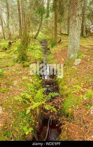Creek running through an old forest Stock Photo
