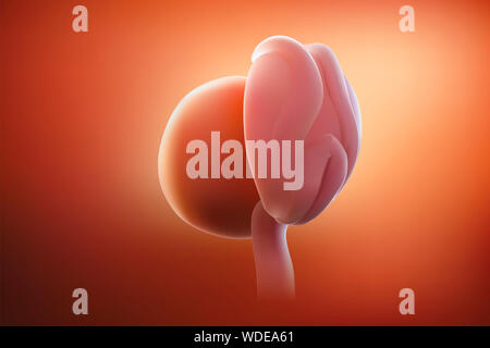 The image of the embryo or the egg in the mother's womb has a reddish tint. 3D illustration Stock Photo