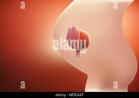 The image of the embryo or the egg in the mother's womb has a reddish tint. 3D illustration Stock Photo