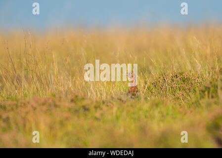 Red grouse on the Yorkshire moors, male neck stretched, alert amongst the heather. Stock Photo