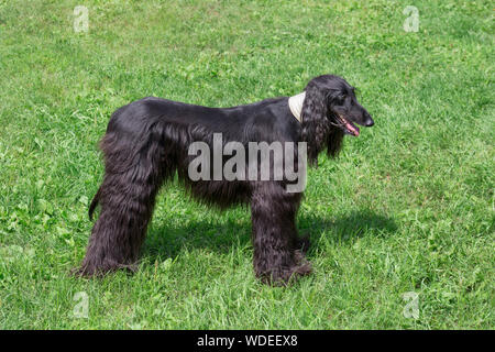 Cute afghan hound is standing on a green grass. Eastern greyhound or persian greyhound. Pet animals. Purebred dog. Stock Photo