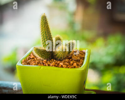 Cactus in metal bucket and  blur background Stock Photo