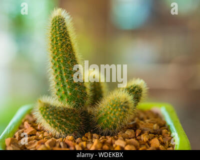 Cactus in metal bucket and  blur background Stock Photo